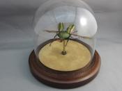 Watch Thumbnail Image