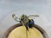 Watch Thumbnail Image