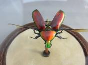Watch Thumbnail Image