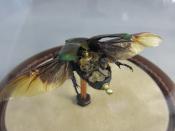 Watch Thumbnail Image